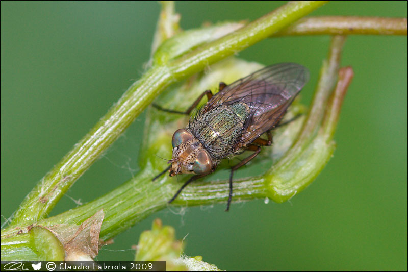 Rhyncomya sp. - Calliphoridae