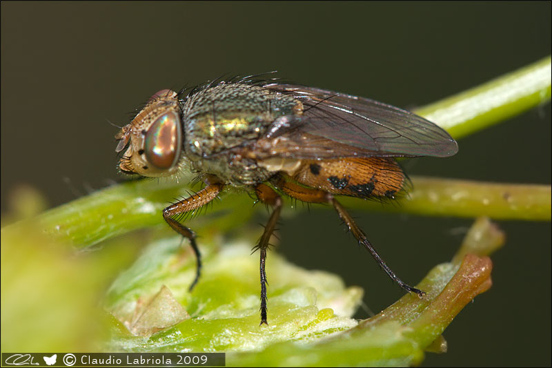 Rhyncomya sp. - Calliphoridae