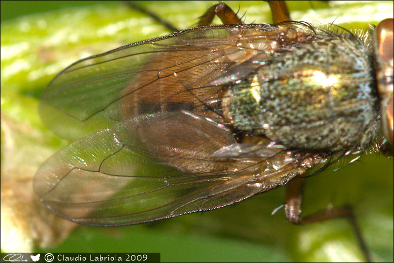 Rhyncomya sp. - Calliphoridae