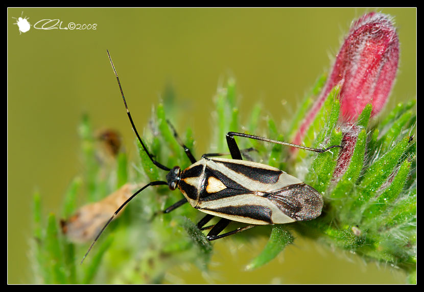 Calocoris nemoralis f. nigrovittata - Miridae