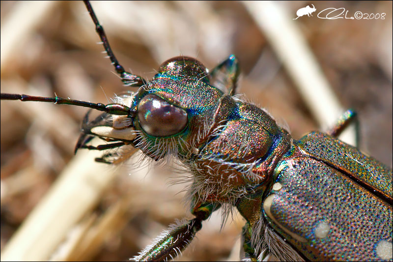 Calomera littoralis nemoralis - Carabidae