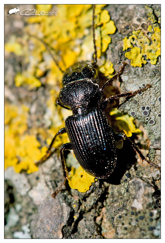 Carabidae - Ditomus clypeatus