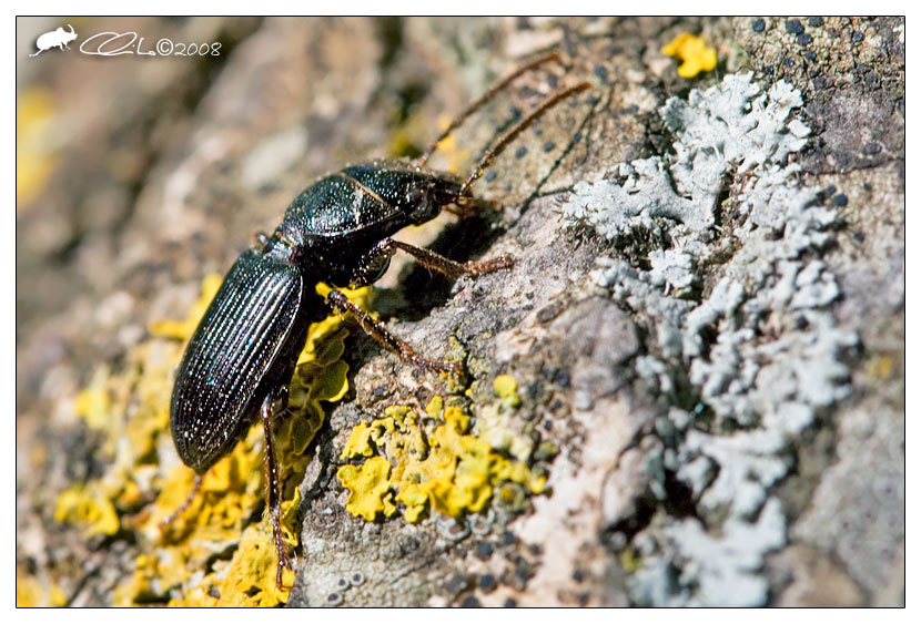 Carabidae - Ditomus clypeatus