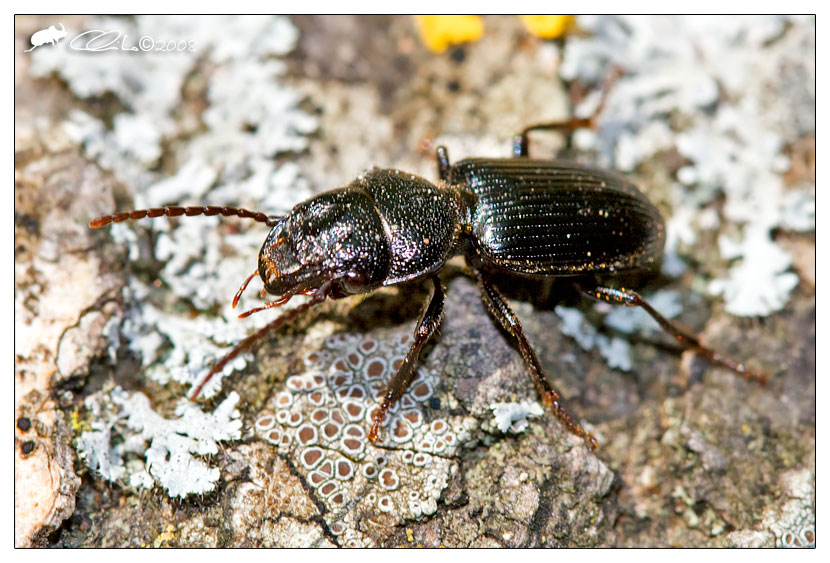 Carabidae - Ditomus clypeatus