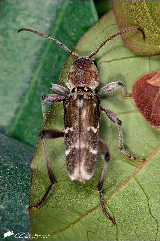 Xylotrechus stebbingi sul Vesuvio