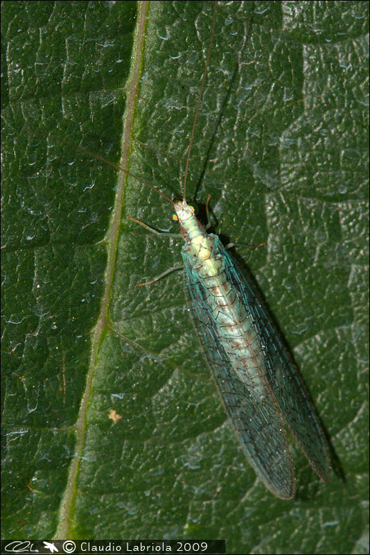 Dichochrysa clathrata e Chrysoperla lucasina aut agilis