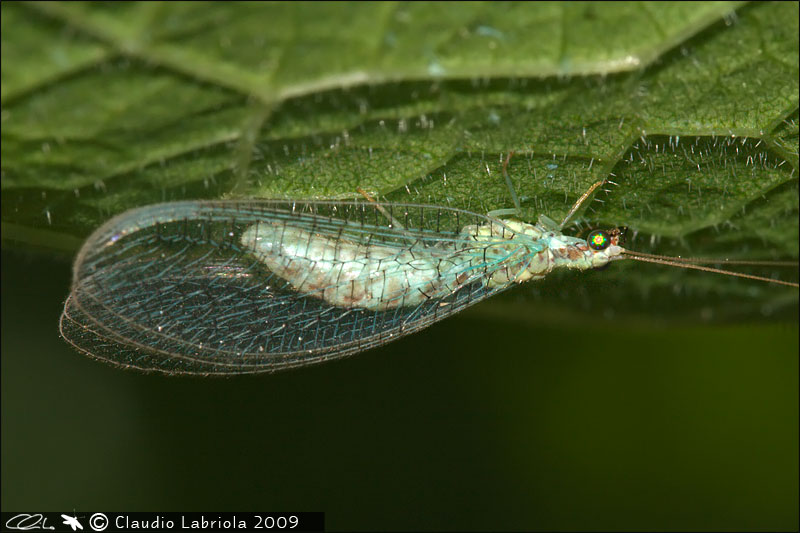 Dichochrysa clathrata e Chrysoperla lucasina aut agilis