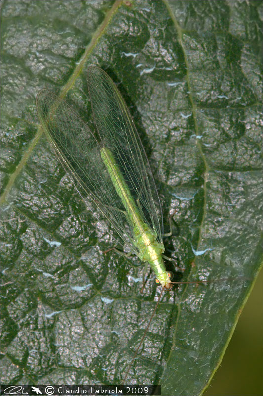 Dichochrysa clathrata e Chrysoperla lucasina aut agilis