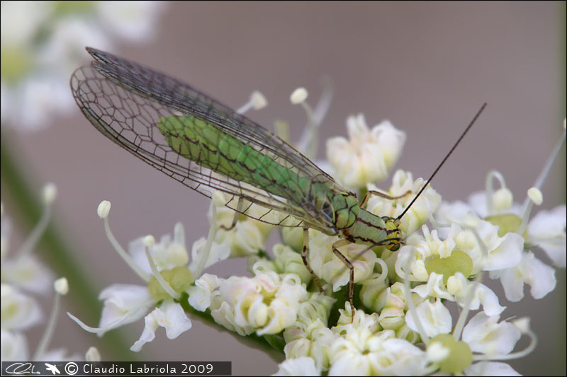 Hypochrysa elegans - Chrysopidae