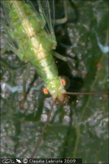 Dichochrysa clathrata e Chrysoperla lucasina aut agilis