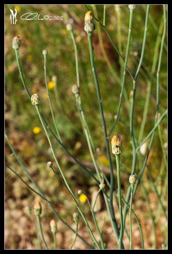Hypochaeris radicata