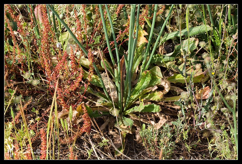 Hypochaeris radicata