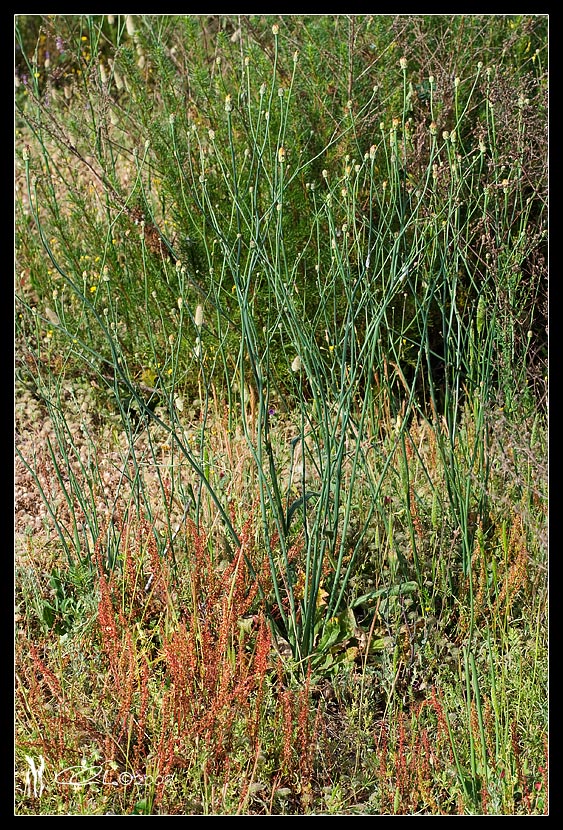 Hypochaeris radicata
