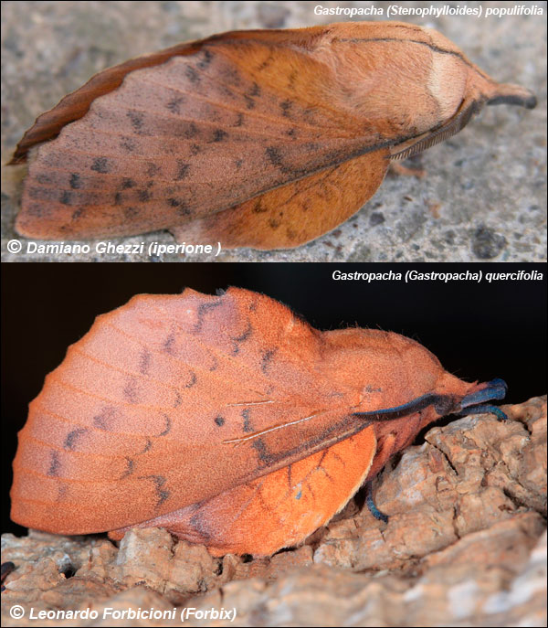 Una notturna - Gastropacha (Stenophylloides) populifolia