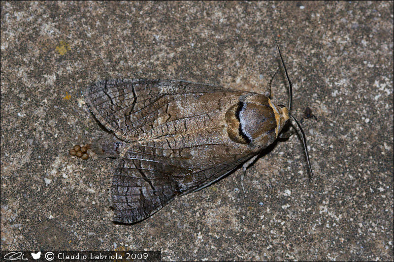 Cossus cossus - Cossidae