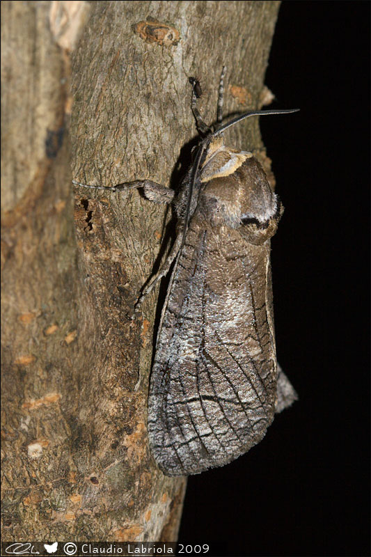 Cossus cossus - Cossidae