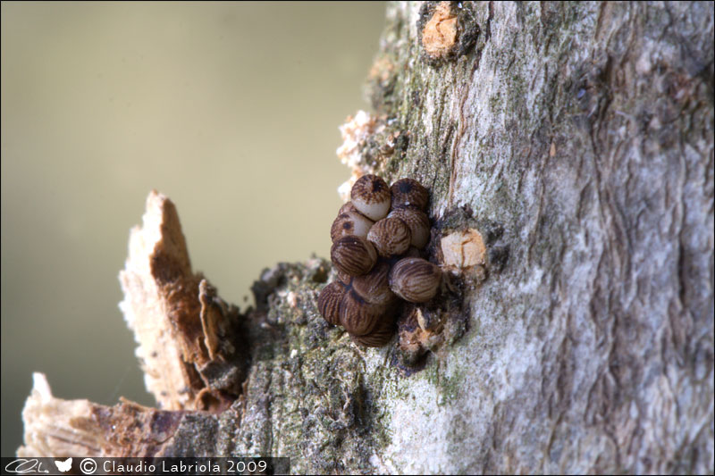 Cossus cossus - Cossidae