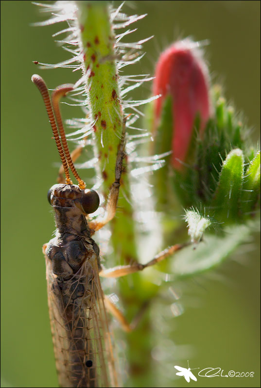 Formicaleone: Creoleon lugdunensis