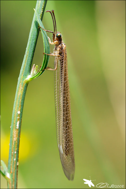 Formicaleone: Creoleon lugdunensis