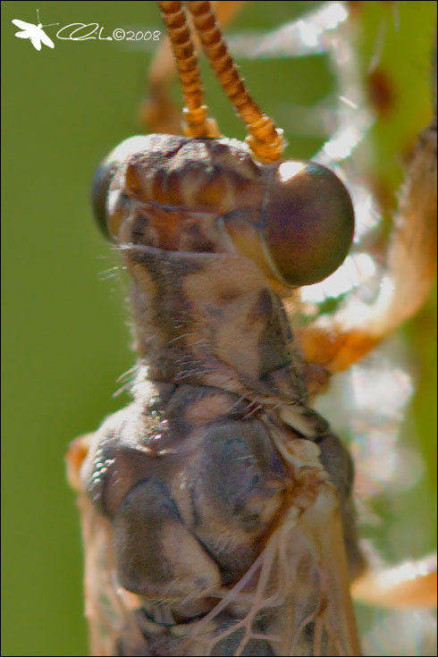 Formicaleone: Creoleon lugdunensis