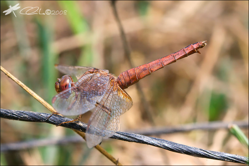 Crocothemis erythraea - Vecchia femmina
