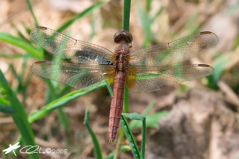 Crocothemis erythraea - Vecchia femmina
