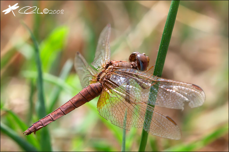 Crocothemis erythraea - Vecchia femmina