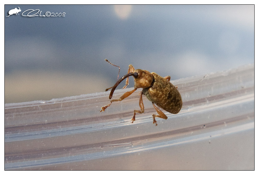 Curculionidae - Dorytomus longimanus