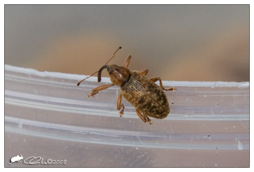 Curculionidae - Dorytomus longimanus