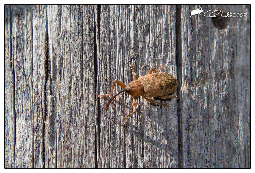 Curculionidae - Dorytomus longimanus