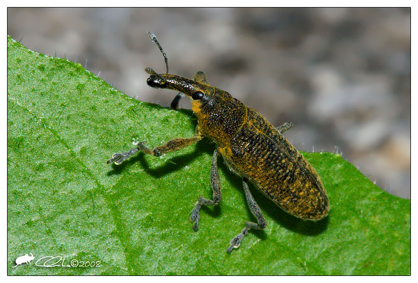 Lixus pulverulentus - Curculionidae