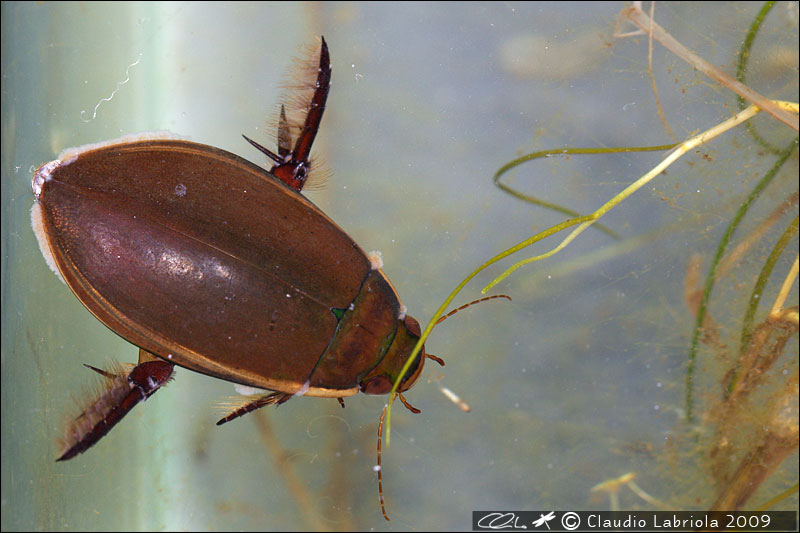 Cybister lateralimarginalis - Dytiscidae