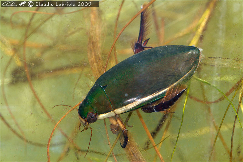 Cybister lateralimarginalis - Dytiscidae