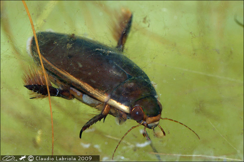 Cybister lateralimarginalis - Dytiscidae