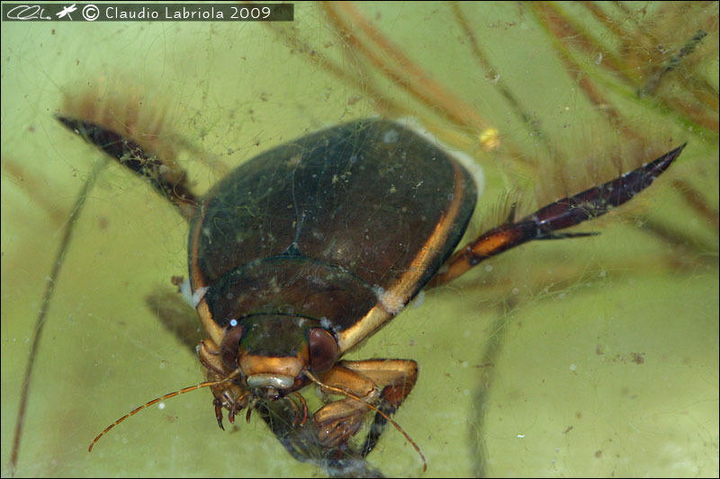 Cybister lateralimarginalis - Dytiscidae