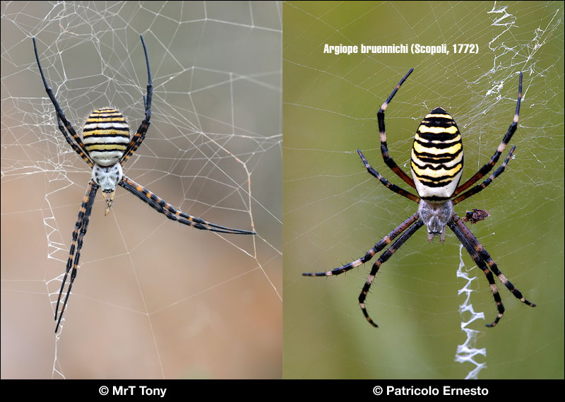 Argiope...bruennichi o trifasciata???