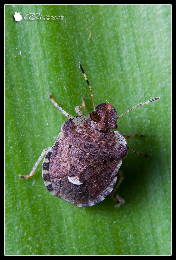 Pentatomidae - Dyroderes umbraculatus
