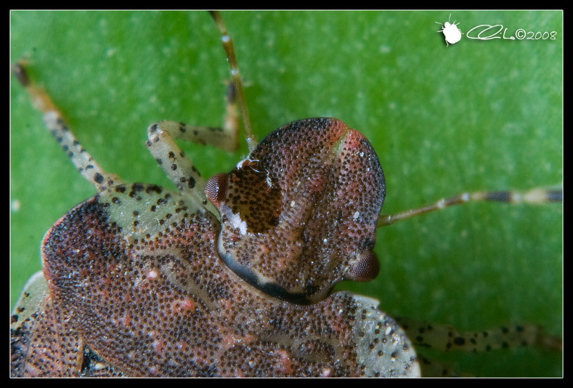 Pentatomidae - Dyroderes umbraculatus