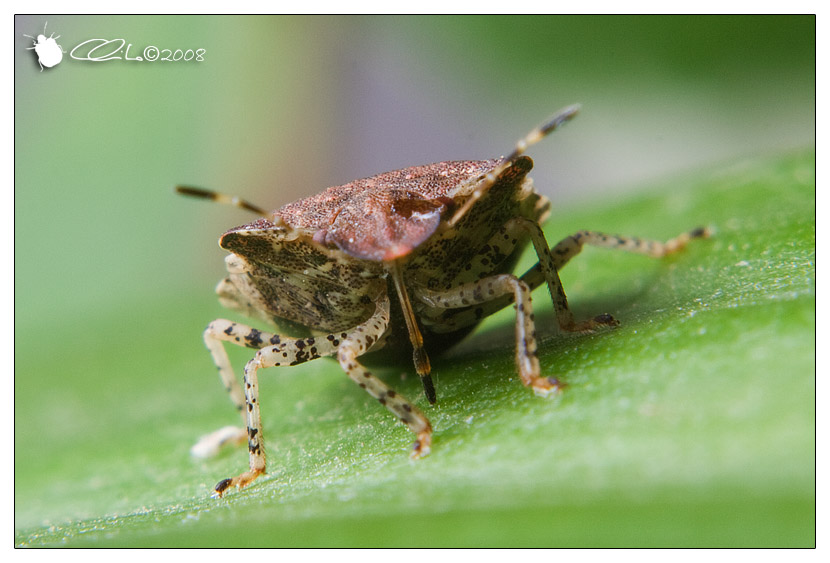 Pentatomidae - Dyroderes umbraculatus