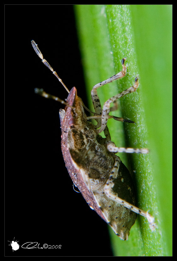 Pentatomidae - Dyroderes umbraculatus