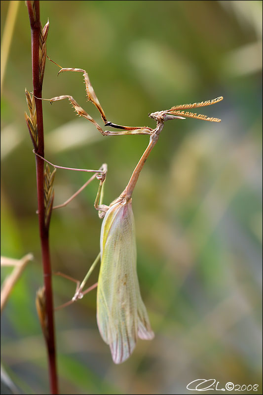Empusa pennata (Maschio) - Empusidae