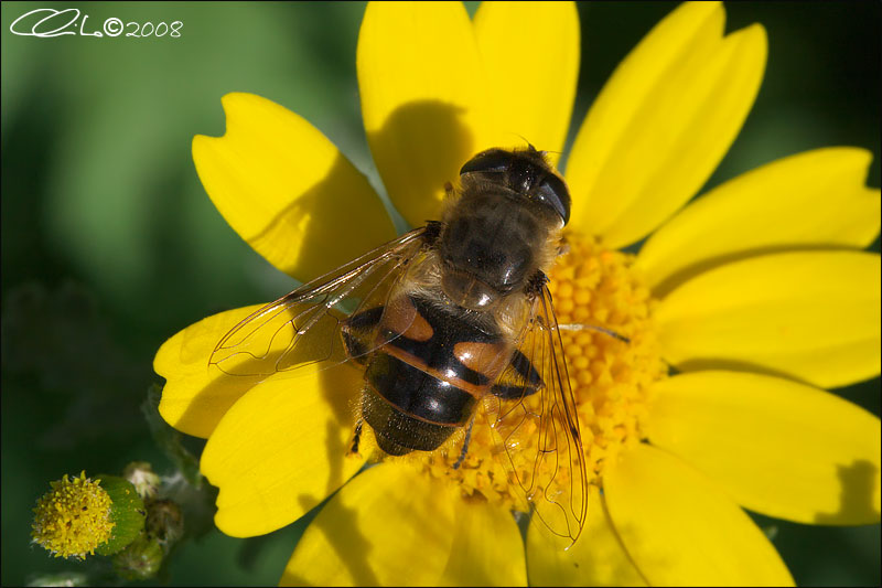 Eristalis sp. - Syrphidae