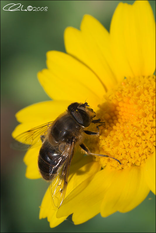 Eristalis sp. - Syrphidae