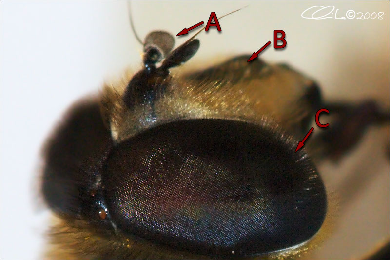Eristalis sp. - Syrphidae
