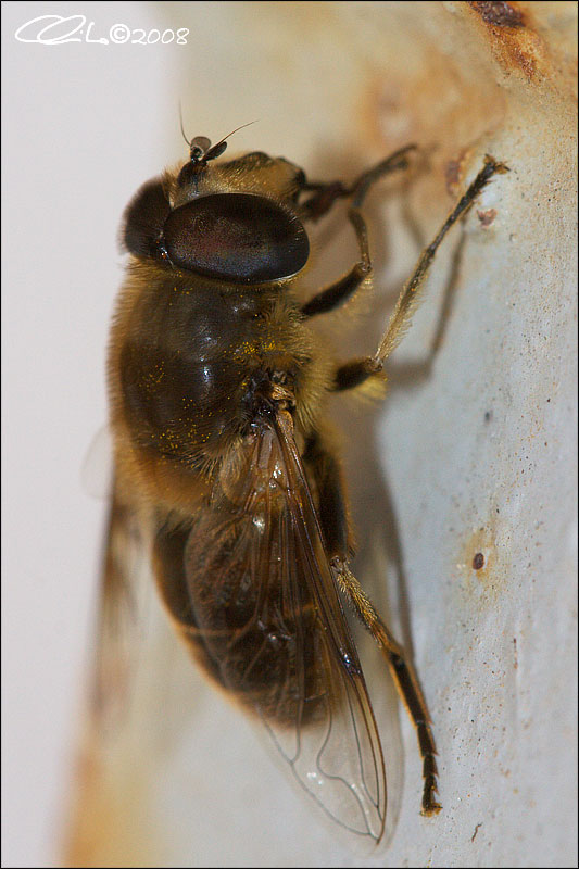 Eristalis sp. - Syrphidae