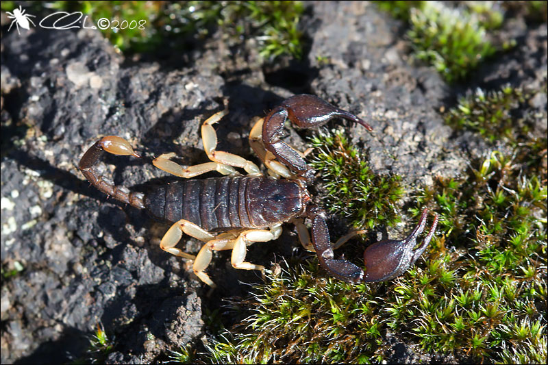 Euscorpius flavicaudis - Maschio