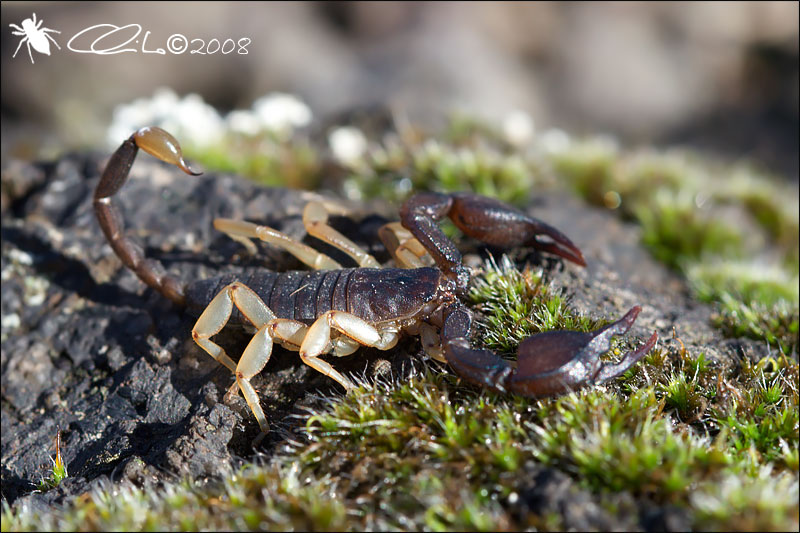 Euscorpius flavicaudis - Maschio