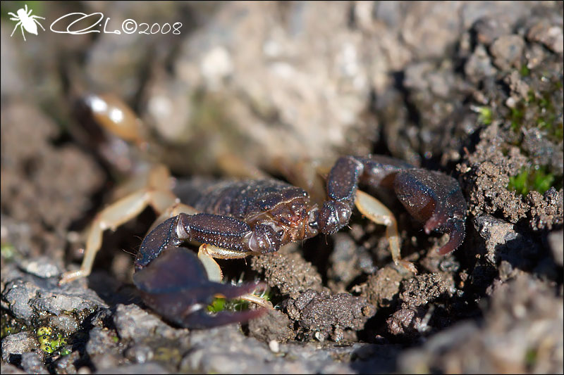 Euscorpius flavicaudis - Maschio