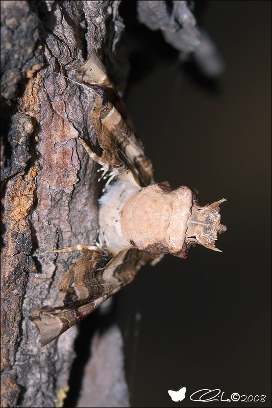 Eutelia adulatrix - Noctuidae