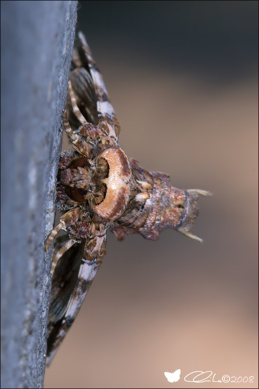 Eutelia adulatrix - Noctuidae